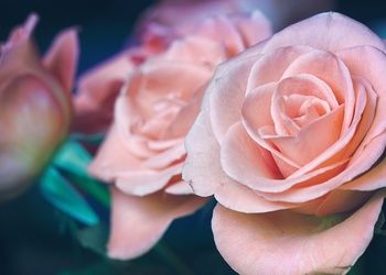 Office Romance: What to get your Office Crush this Valentine's Day