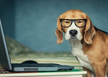 Are Pets in the Office Good for Productivity?