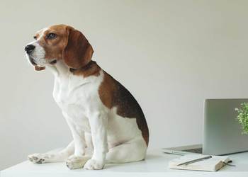 8 Things That Will Instantly Make Your Office Cool