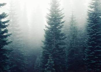 Nine Steps to Making Your Office Green