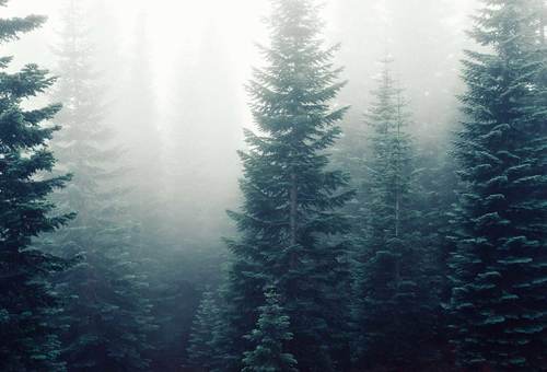 Nine Steps to Making Your Office Green